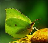 Latolistek cytrynek (Gonepteryx rhamni)