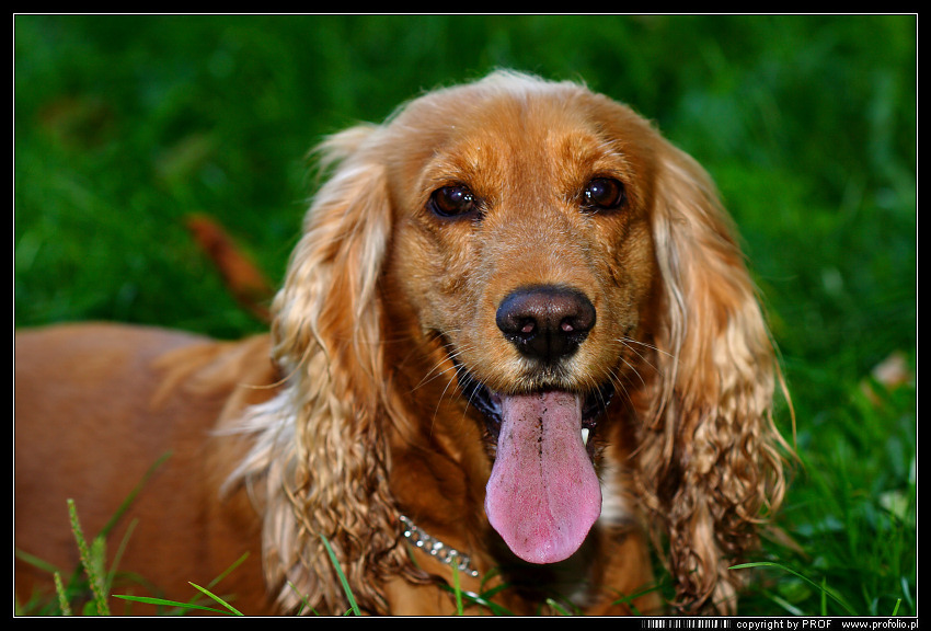 Cocker Spaniel