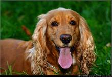 Cocker Spaniel