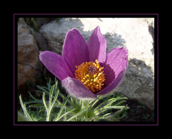 Pulsatilla