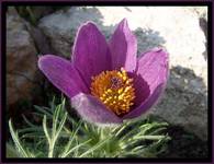 Pulsatilla