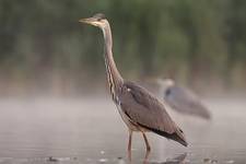 Ardea cinerea razy dwa