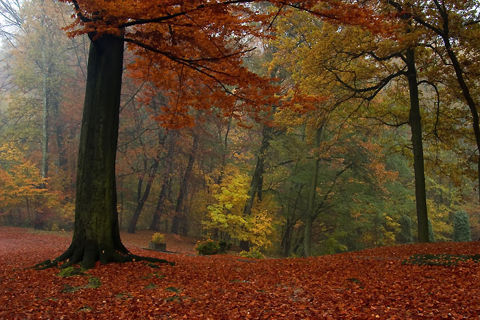 Jesień w śląskich lasach 2