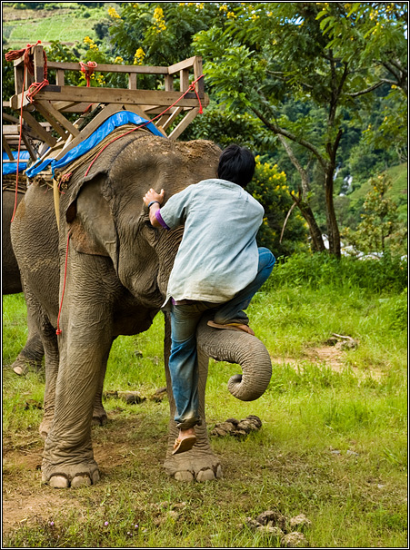 Elephant Riding