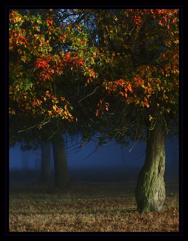 Autumn in Richmond Park