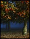 Autumn in Richmond Park