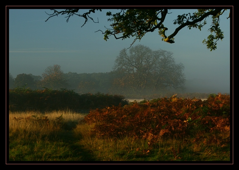 Autumn fog