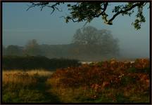 Autumn fog