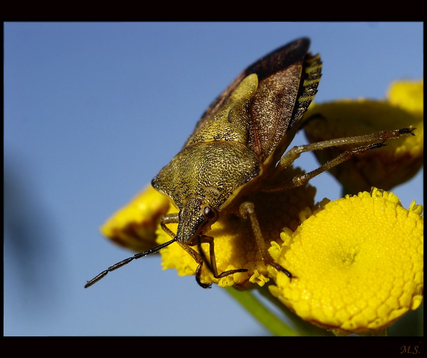 Antheminia lunulata anteminia księżycowa