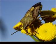 Antheminia lunulata anteminia księżycowa