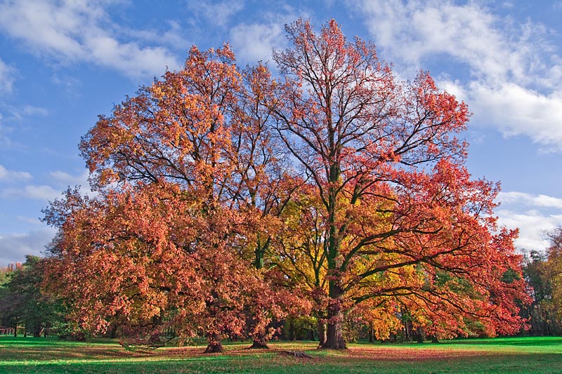 The fall of colours