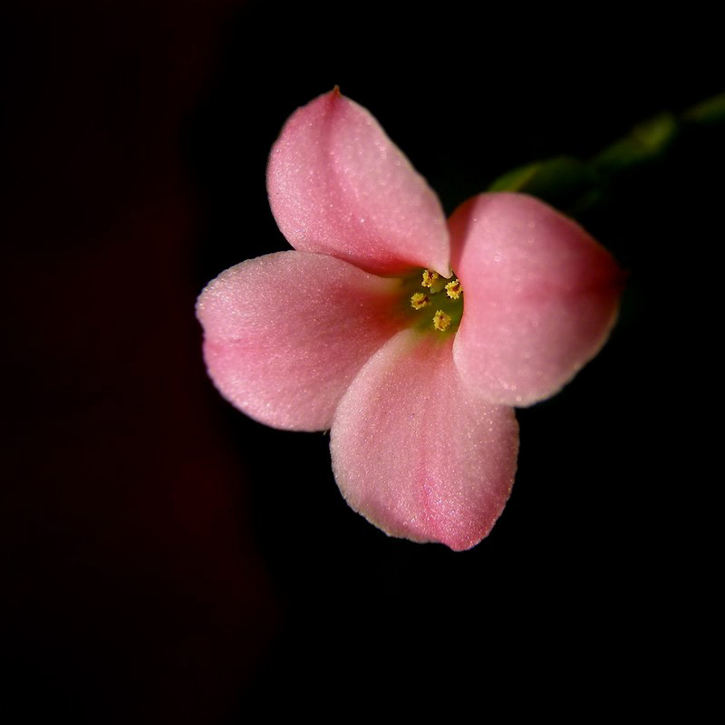 Kalanchoe