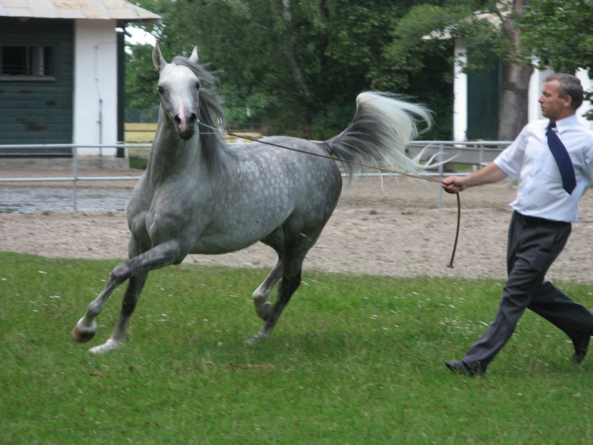 konik