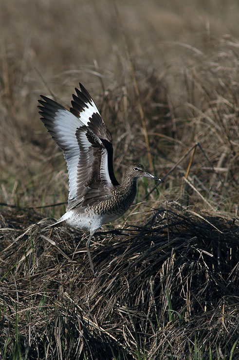 Willet, Catorohorus semipalmatus