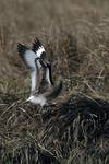 Willet, Catorohorus semipalmatus