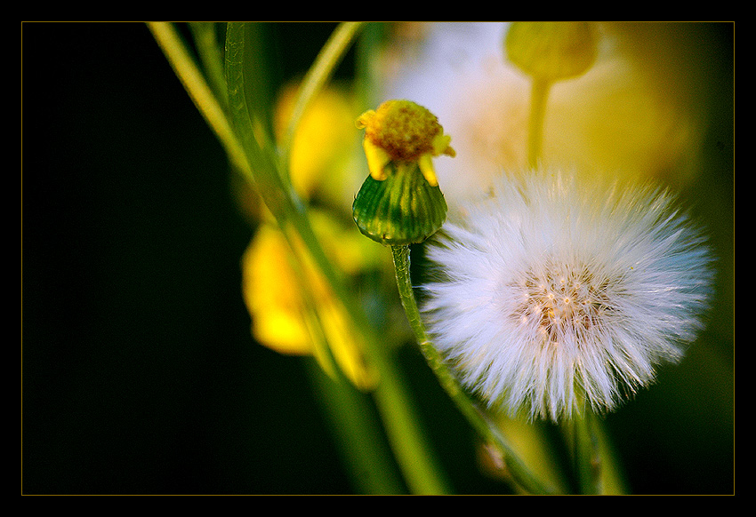 Trochę w tonacji yellow...