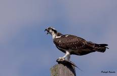 Osprey - Rybołów II