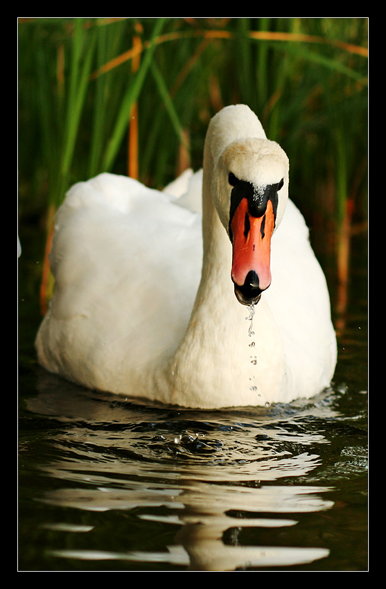 swan