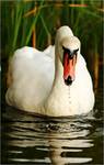 swan