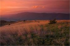 Bieszczady, Połonina Wetlińska