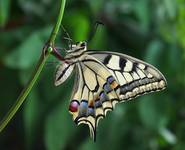 Paź królowej (Papilio machaon)