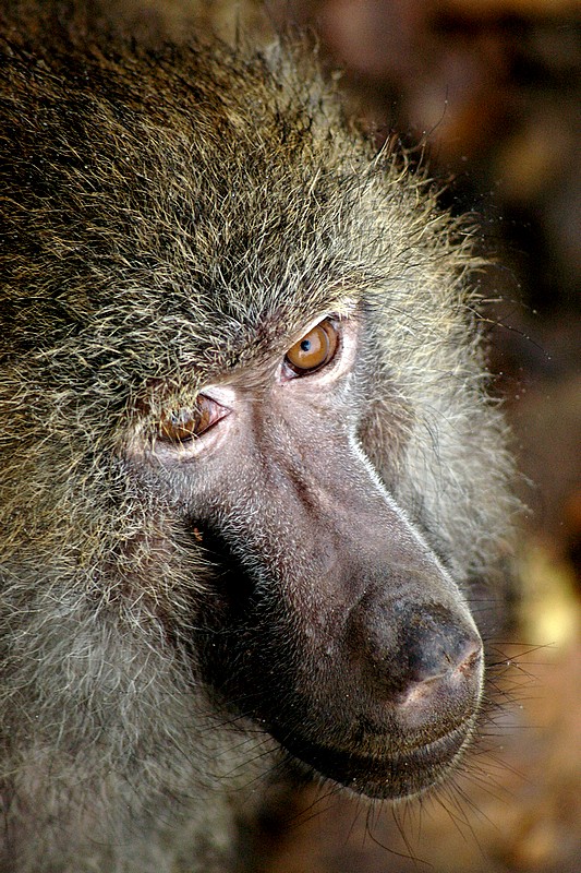 baboon