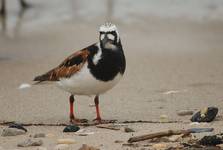 Kamusznik, Arenaria interpres, Ruddy Turnstone