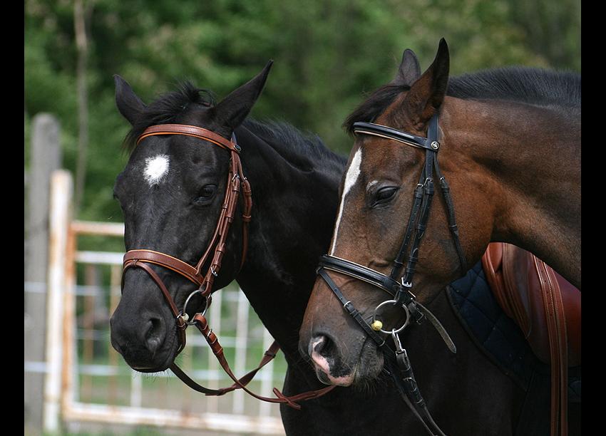 Freja i Herra