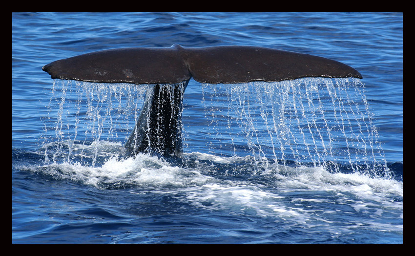 \"sperm whale\"