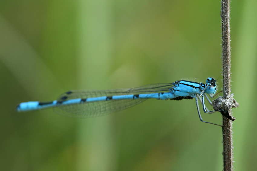 Nimfa stawowa (Enallagma cyathigerum)