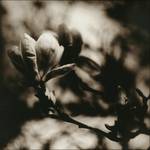 magnolia