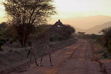 Kenia - Safari (Tsavo Park)