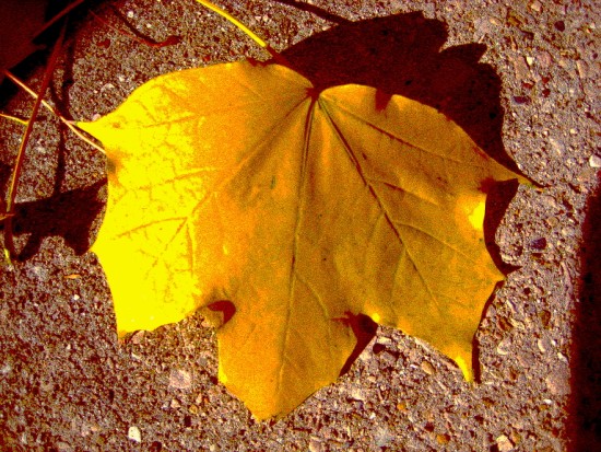bb_wax