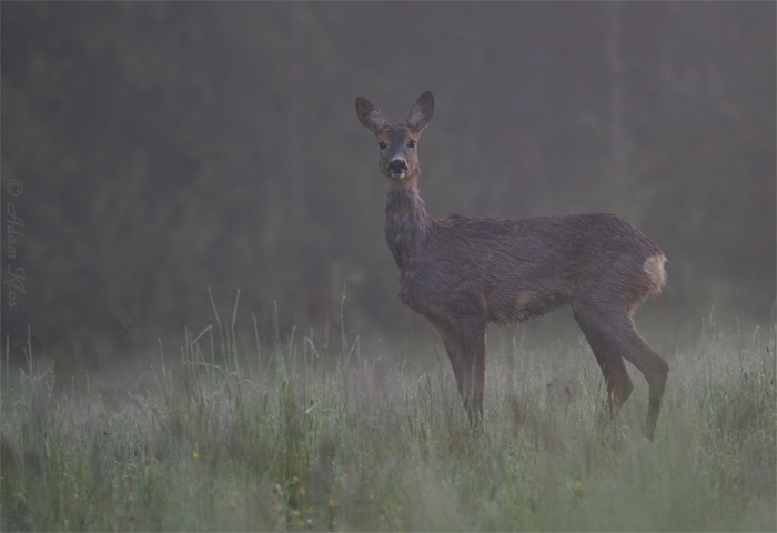 Capreolus (Sarna)