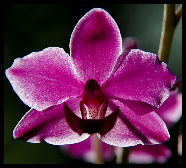 Orchidea