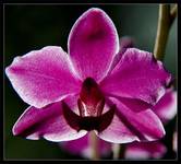 Orchidea