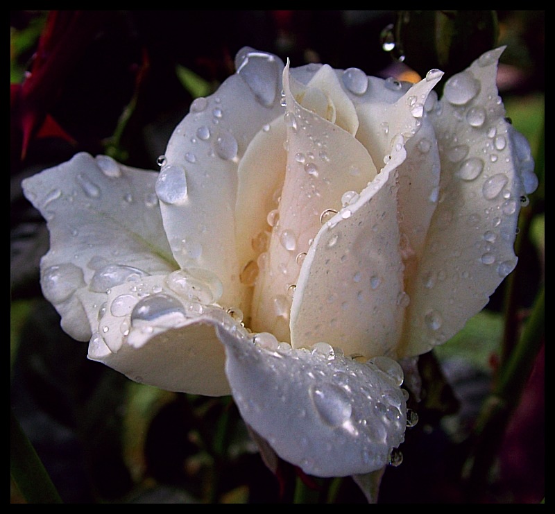 ...white rose...