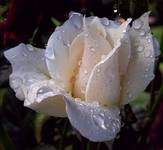 ...white rose...