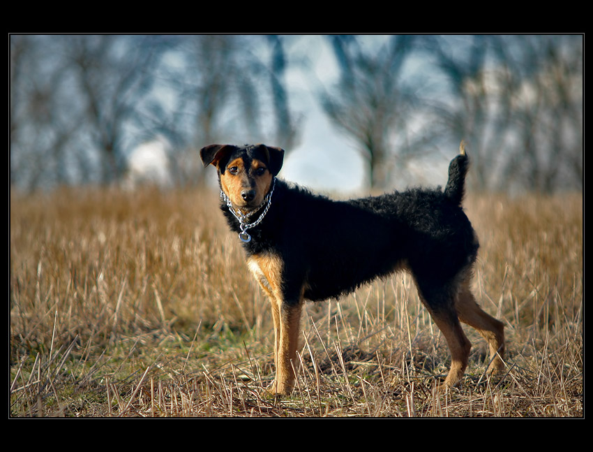 Mój Jagdterrier :]