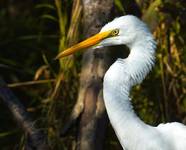 EGRETTA ALBA