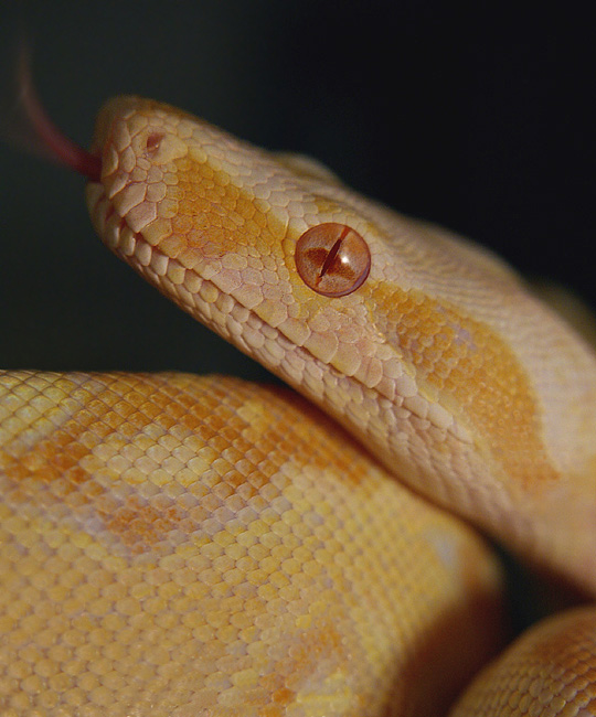 Albino Boa