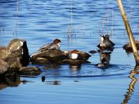 Mergus merganser,Goosander,Nuroges