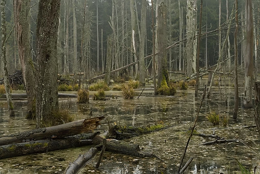 Białowieża