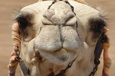 CAMEL