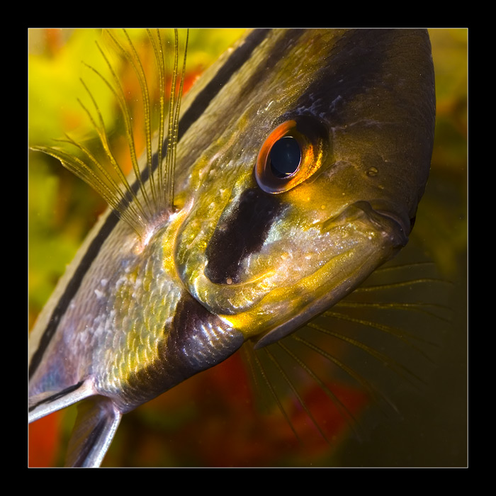 Pterophyllum scalare