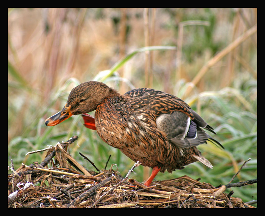 Dance DUCK