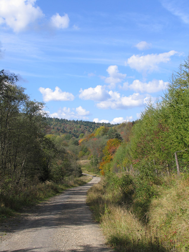 Droga leśników