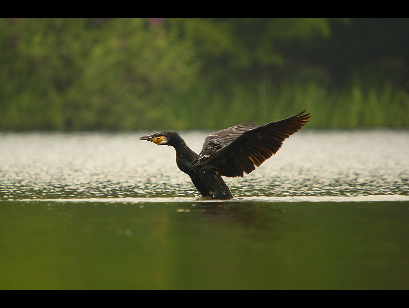 Kormoran czarny