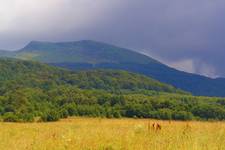 Tarnica