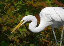 EGRETTA ALBA